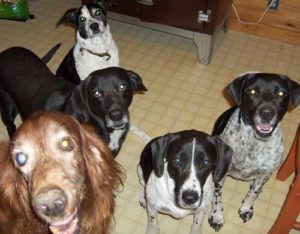 Our Pack in 2009